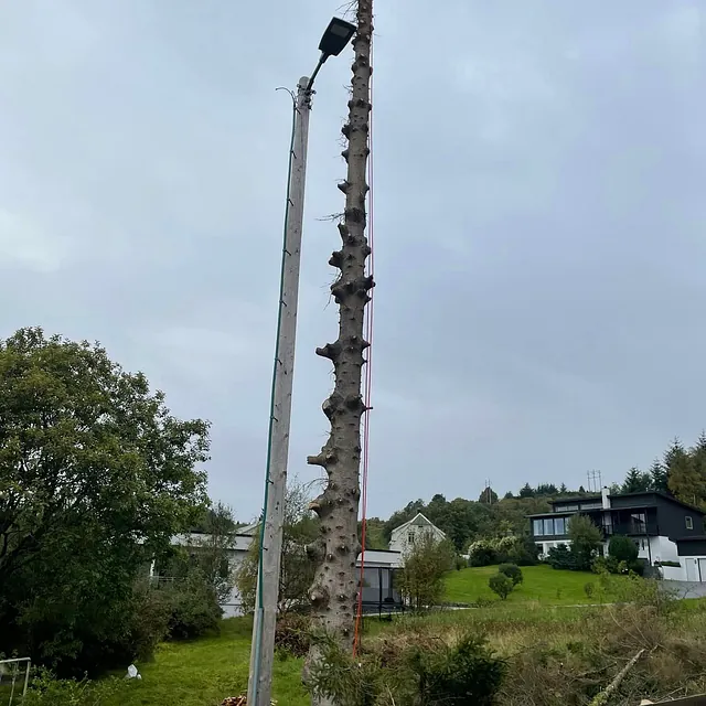Trefellingsarbeid